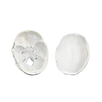 Vision Scientific VAL207-A Life-Size Human Skull 3 Parts | Medical Grade, Features Joints, Sutures, Fissures, Joints, Foramina and Processes | Removable Skull Cap, Full Dentition | W Manual