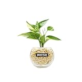 GREEN PLACE ポトス（ゴールデン） 土を使わない 観葉植物 本物 卓上 ミニ ゼオライト バルーン鉢 TN