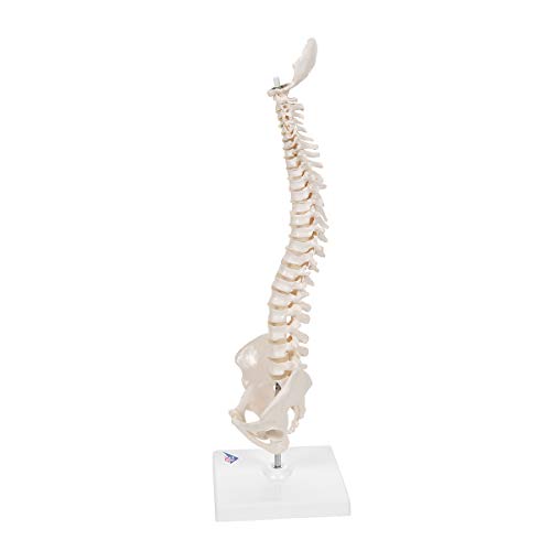 Image of 3B Scientific A18 /21 Mini Human Spinal Column Model - Flexible, On Base, 17.3 inch Height