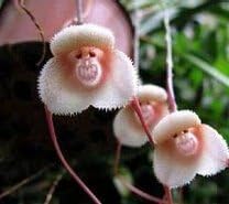 Amazon Co Jp マルチカラー 珍しい蘭の種子 美しい猿の顔蘭の種 複数の品種盆栽種子100個 パック ホーム キッチン