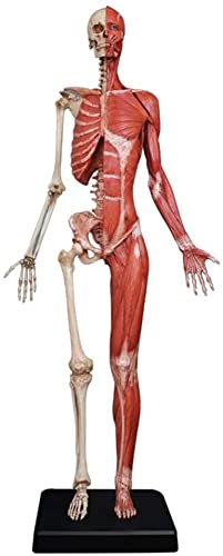 Modelo de anatomía, Figura de anatomía Femenina - Músculo Humano Esqueleto Modelo anatómico Modelo de Pintura Músculo anatómico Humano Hueso Ecorche y Modelo de Piel Referencia Compatible co