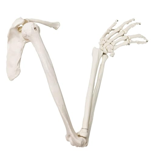 EVOTECH SCIENTIFIC Human Upper Limb Skeleton Anatomical Model Life Size Arm Skeleton Model W/Clavicle Scapula and Articulated Hand Bone for Hospitals Offices Schools University Study Display