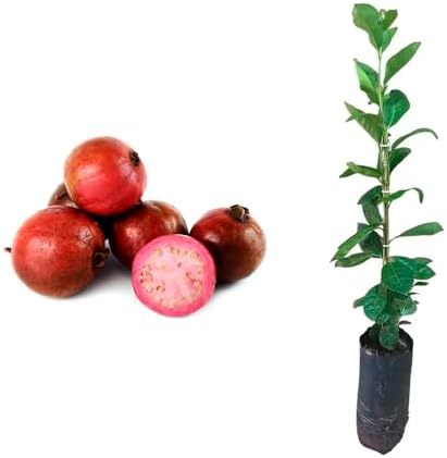 Muda de Araçá Roxa 20 a 40cm AMK - Plantas Online