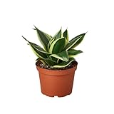 HOUSE PLANT SHOP |Snake Plant 'Black Gold' - 6' Pot | Live Indoor Plant | Easy to Care | Natural Décor Plant | Great Gifts| Free Care Guide