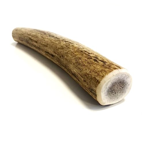 Antler Dog Chews Medium x 1 (Weight - Medium 75-149g), (Size May Vary) Premium Quality Natural Dog Chew Treat Hypo-Allergenic Dog Chew SHC
