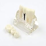 puente dental maryland precio ➤ Puede utilizarlo en escuelas dentales y colegios en programas educativos, demostraciones y estudios de estudios. Excelente para oficinas dentales para las manifestaciones del paciente.