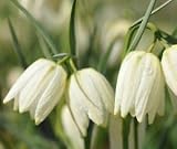 Generic Fresh 30 PCS Fritillaria Flower Seeds for Planting White