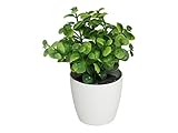 Incluye 1 unidad Maceta Ecucaliptus Plastico 18cm