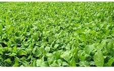 Impact Forage Collards - 5 lb Bags