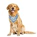 Little Brother Dog Bandana, Pet Dog Gender Revealing Triangle Scarf, Dog Bandana for Small Medium Large Dog, Light Blue Dog Bandana, Gift for Dog Lover, Funny Cute Dog Bandana (A63)