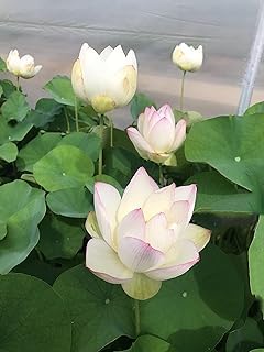 Image of Very Beautiful All Season White Water Lotus(Pack Of-1) /Water Kamal /Water Lily Plant (TUBER) Original Hybrid Veriety Blloming With In 30 Days For Outdoor & Indoor Live Plant.