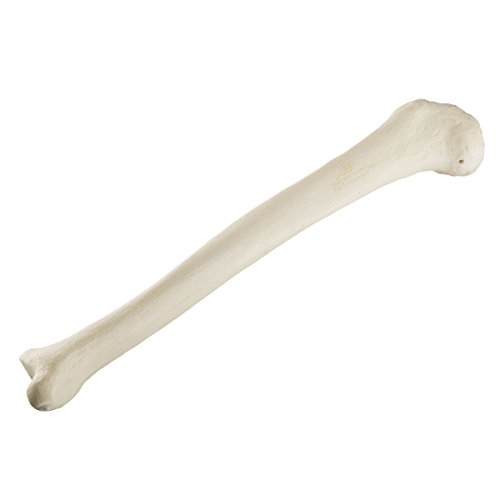 Image of 3B Scientific 1019602 Orthobones Standard Right Tibia Bone Model