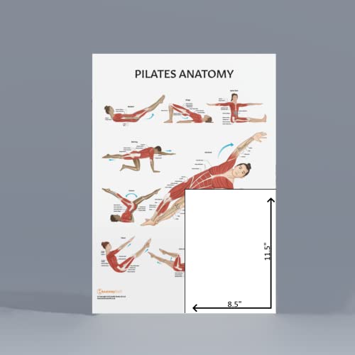 Image of Anatomy Lab Pilates Anatomy Poster, LAMINATED, Pilates Wall Chart | 17.3 x 22.5 Inches, Anatomy and Physiology, Wall Pilates Exercise Chart, Workout Poster