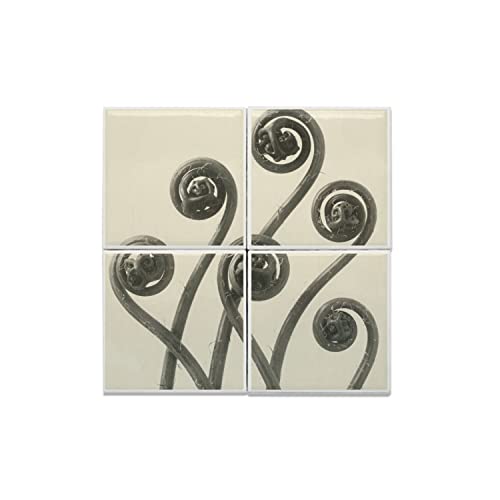 Carreaux Céramique Décoratif Fougère Spirale Plante Noir Blanc