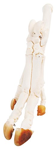 Pied de cochon Sus Scrofa specimen biologique reel 3B Scientific T30022