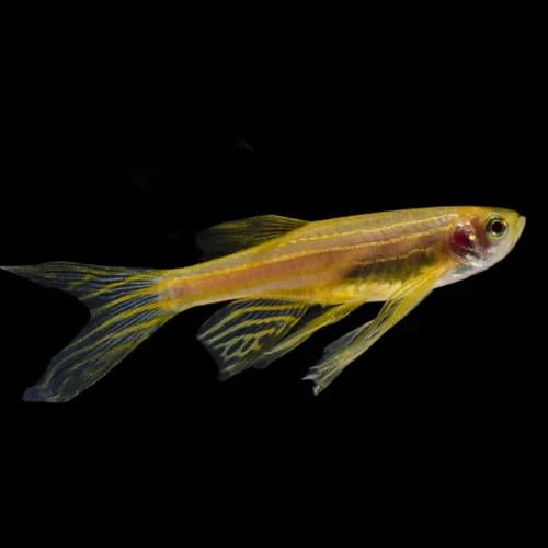10-Pack Longfin Gold Zebra Danio Live Freshwater Aquarium Fish Active Schooling Species Golden Color Zebra Pattern Flowing Fins Hardy Community Fish for Tank Setup Compatible Systems