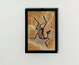 Archaeopteryx Fossil Dinosaur Animal Model Collector Home Decor