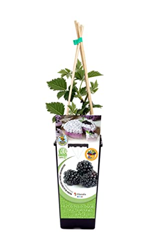 ZARZAMORA Natural Una Planta Ornamental y Nutritiva para Embellecer tu Hogar