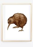 Din A4 Kunstdruck ohne Rahmen - Kiwi Vogel Neuseeland - 