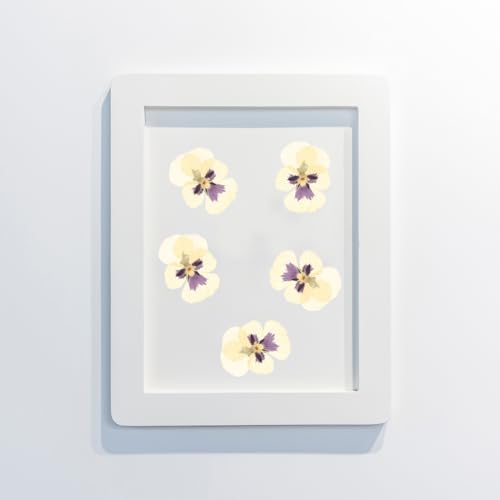 Flores secas prensadas naturales para manualidades x36 miniatura 4