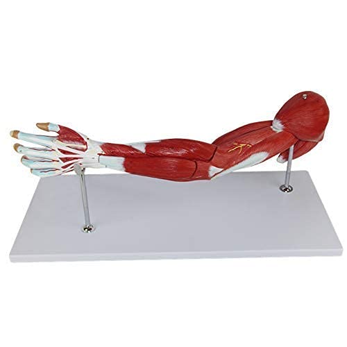 Model Anatomiczny, Medyczny Anatomiczny Model Mięśni Ramię, 7-częściowy, Mięsień Kończyny Górnej, Ramię Naczyniowe Do Materiałów Edukacyjnych Medycznych