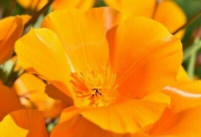100 Seeds of California Poppy Golden Yellow