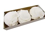 jakobsmuscheln zubereiten ofen 25 Stück im Karton Jakobmuschel/Pilgermuschel/Muschelschale/Weiss 8-10cm / Dekoration/Jacobsmuschel/Fischessen/Maritime Dekoration/Tischdekoration/Auflaufform