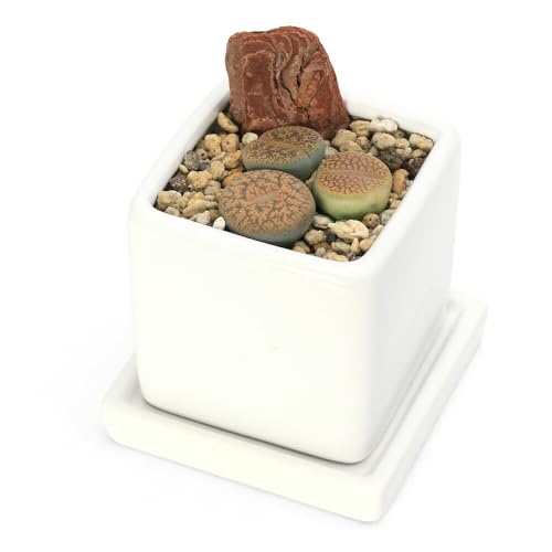 ycharmziϗtAjg[vXR񂹐A _CXriPjii햼̃xtjMt y΍Eo[N kC~Gs