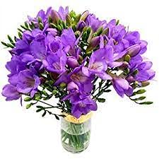 Audbhidh Bulbs Freesia Flower Bulbs For Home Garening (Purple) (B09F3P2YWY) Amazon Price History, Amazon Price Tracker