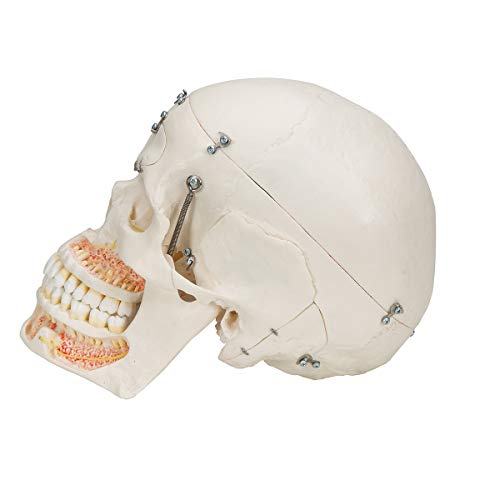 Image of 3B Scientific A27 Deluxe Demonstration Skull 10-part - 3B Smart Anatomy