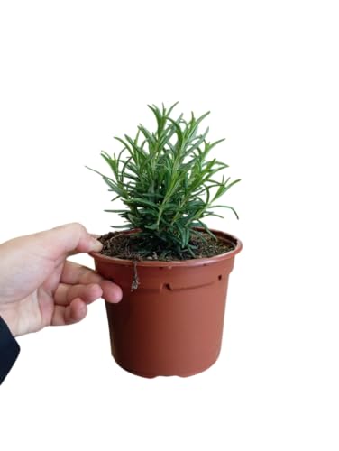 Planta de Romero Mediterráneo Natural Ideal para Huertos y Jardines Aromáticos
