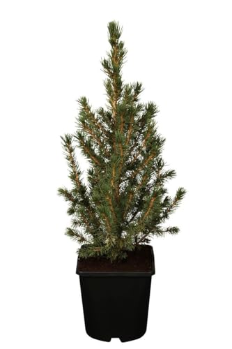 Picea glauca 'Conica' 20–30 cm – Winterhart, Immergrün, Pflegeleicht – Zuckerhutfichte – Nadelgehölz für Kübel & Beet