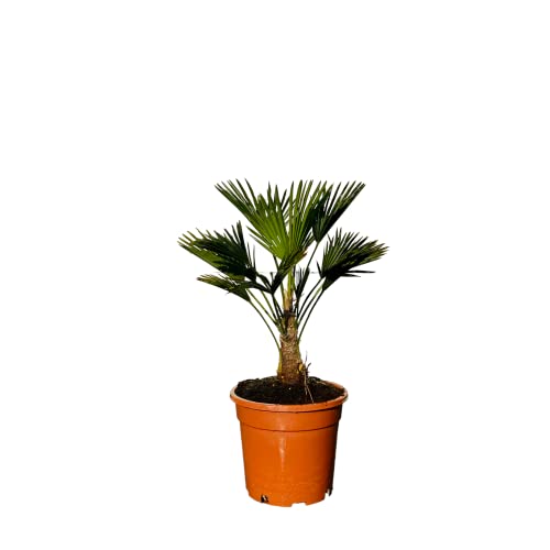 Trachycarpus Wagnerianus - Palmier charpin - Hauteur totale : env. 90 cm - Hauteur du tronc : 15-25 cm - A+ Cover