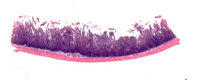 Image of Pacific Image PrimeHisto XE. Microscope & Histology Slide Scanner. Manual Microscope Slide Scanning. 10000 dpi /48-bit Output. 3.9 Dynamic Range. Mac /Pc.