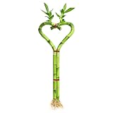 Heart Shaped Lucky Bamboo