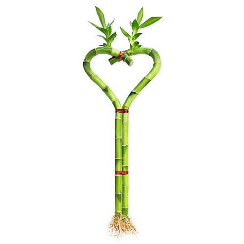 Heart Shaped Lucky Bamboo - 12" Live Indoor Plant, Double