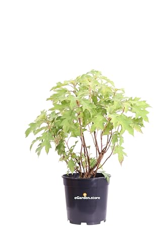 Pianta di Ortensia Quercifolia pianta di Hydrangea Quercifolia pianta da esterno pianta da fiore pianta ornamentale di Ortensia pianta vera di Ortensia Quercifolia venduta da eGarden.store