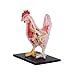 4d Vision Chicken Anatomy Model, Chicken Skeleton & Anatomy Model Kit, Detachable 32 Parts Scientific Anatomical Animal Model, Puzzle Assembly Toy Kit