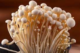 ND PLANT BAZAR enoki mushroom spawn seeds (200 gm) 1 packet (0354) (B0CV1FP1BG) Amazon Price History, Amazon Price Tracker