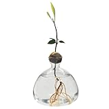 Regalo ideal: nuestro jarrón hidropónico de aguacate es un regalo ideal para amigos, familiares, amantes de las plantas, jardineros y dedos verdes, y expresar sus bendiciones en días festivos como el Día de la Madre, Navidad, aniversarios, etc.