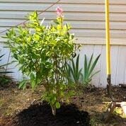 Miniatura 9 de Paquete de 3 bolsas de cultivo de plantas de tela biodegradable de 1 galón, resistentes y respetuosas con el medio ambiente