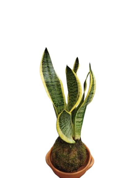 Kokedama con Planta Natural Lengua de Suegra – Sansevieria Laurentii – DECOALIVE