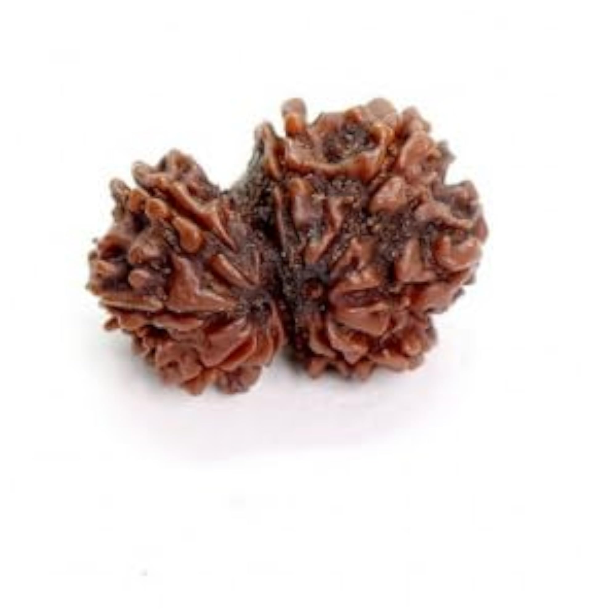 Precious Gauri Shankar Rudraksha Bead, IGL Lab Certified