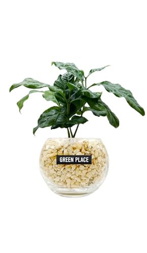 GREEN PLACE コーヒーの木 ミニ 観葉植物 本物 【鉢 × 植え込み材を選べる】 ゼオライト バルーン鉢 TN