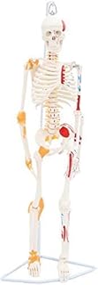 85CM Human Skeleton Model with Colored Muscles and ligaments - Full Body Bone Anatomical Model Medical Teaching Model - for Medical Education