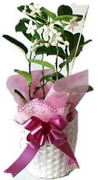 Amazon M 遅れてごめんね 母の日ギフト 香り高い白い花ジャスミン花鉢 送料無料 5月14日 17日の間にお届け 母の日の贈り物19 観葉植物 オンライン通販