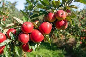 N.G.M.AGROCARE Grafted Apple Plant (Anna) Live Plant Original Variety Especially Hot/Warm Climate(Pack of 1 Healthy Live Plant)