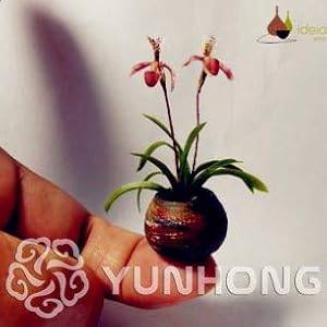 . 100PCS mini-Orchid Bonsai bonsai del fiore Per la casa Giardino Phalaenopsis Bonsai Buy-diretto-Da-Cina Orquidea Semente: 9: Only Seeds