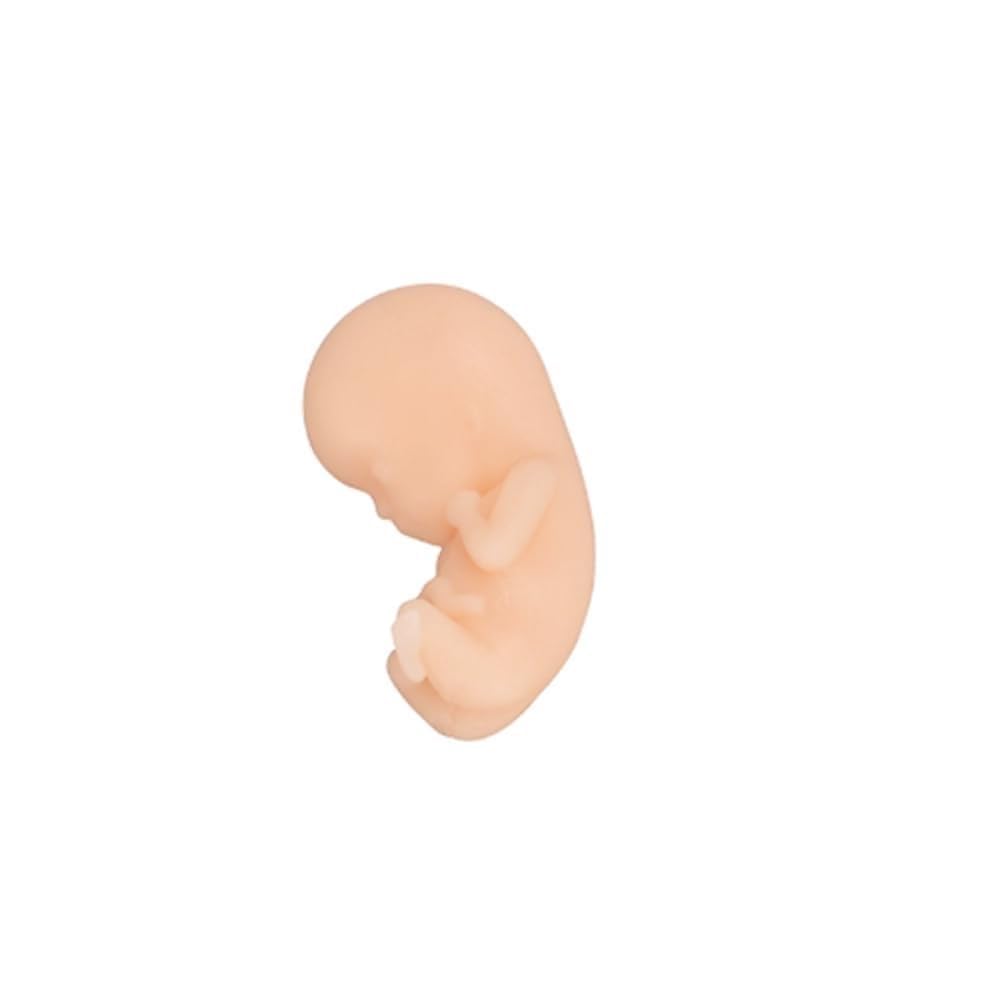 Model wcześniactwa noworodkowego, zestaw modeli do nauczania płodu, 4-częściowy wyświetlacz anatomicznego procesu rozwoju płodu ludzkiego, 12, 16, 22, 30 tygodni, do edukacji medycznej
