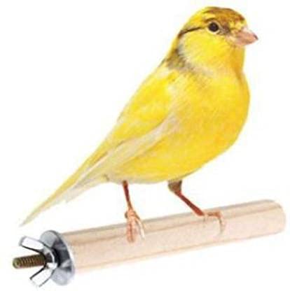 kapoor pets™ Natural Habitat Wooden Bird Perch/Stand/Toy (6 Inches/ 1 inch) Bird Play Stand Bird Play Stand (B099W8G5C2) Amazon Price History, Amazon Price Tracker